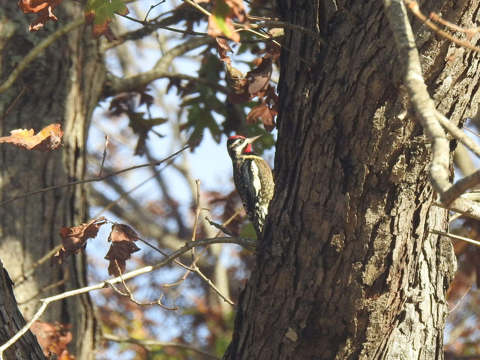 Sapsucker